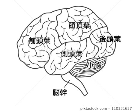 大腦名稱圖 110331637