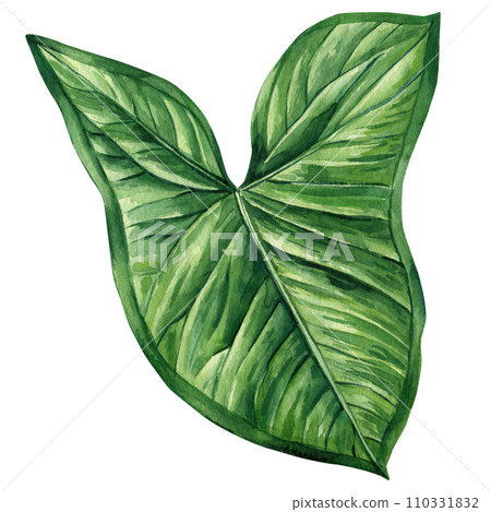 Jungle Green leaf watercolor. Exotic tropical leaves isolated on white background. Watercolor botanical illustration. Jungle Green leaf watercolor. Exotic tropical leaves isolated on white background. Watercolor botanical illustration. 110331832