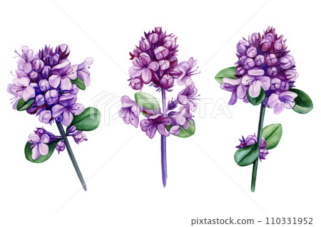 Thyme flowers in closeup set watercolor, violet wildflower isolated background. Hand drawn floral. Medical herbs plant 110331952