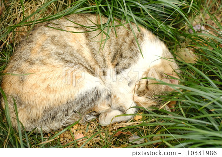 Curled up sleeping cat Curled up sleeping cat 110331986