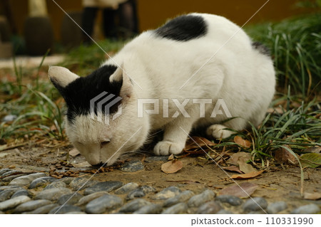 black spotted cat black spotted cat 110331990