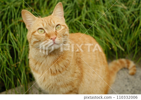 一隻貓盯著你 110332006