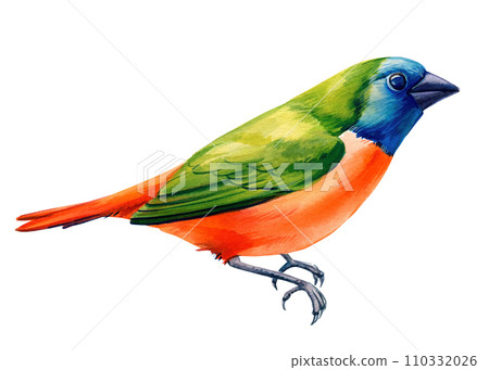 Tropical bird watercolor on isolated white background. Botanical painting. Colored exotic bird illustration Tropical bird watercolor on isolated white background. Botanical painting. Colored exotic bird illustration 110332026