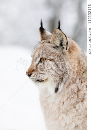Close portrait of beautiful lynx cat in the winter snow 110332138
