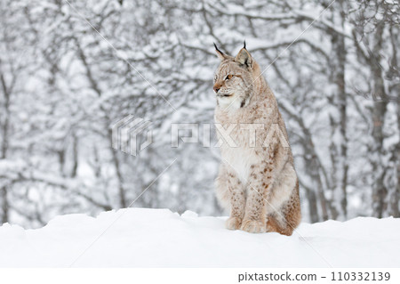 Close-up of a beautilful lynx cat in the winter snow 110332139