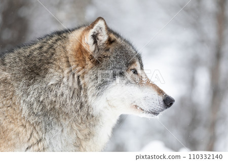 Close-up of beautiful wolf in the snow in beautiful winter forest 110332140