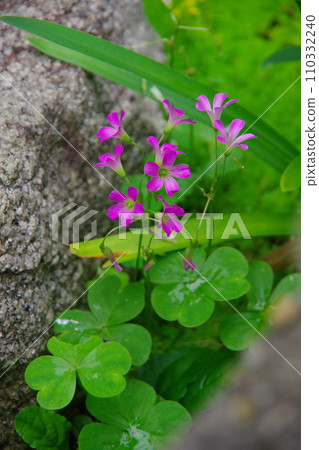 Murasaki Katabami Chikyu Catabami Murasaki Katabami Chikyu Catabami 110332240