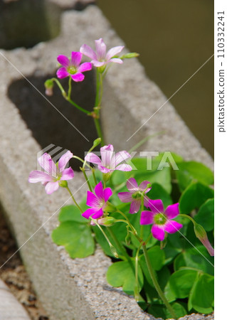 Murasaki Katabami Chikyu Catabami Murasaki Katabami Chikyu Catabami 110332241