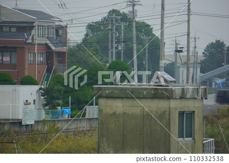今切河口堰的灰鷺 今切河口堰的灰鷺 110332538