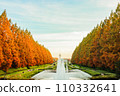 Metasequoia trees that feel autumn 110332641