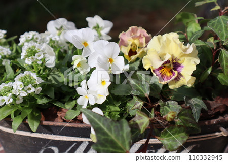 Plant a group of frilled pansies in a tin pot. 110332945