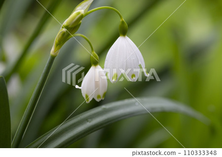 Close up Leucojum vernum - early spring snowflake flowers in the forest. Blurred background, spring concept. Close up Leucojum vernum - early spring snowflake flowers in the forest. Blurred background, spring concept. 110333348