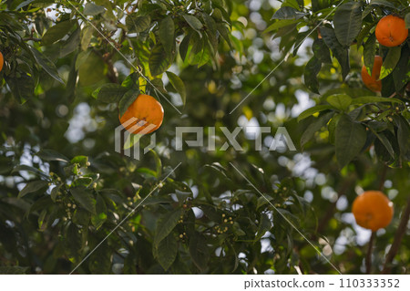 Orange tree in city closeup shot in spring Orange tree in city closeup shot in spring 110333352