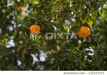 Orange tree in city closeup shot in spring 110333355