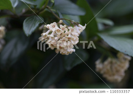 Viburnum suspensum clusters of small white flowers on a branch, selective focus. Spring flower background 110333357