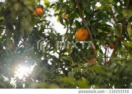 Orange tree in city closeup shot in spring 110333358