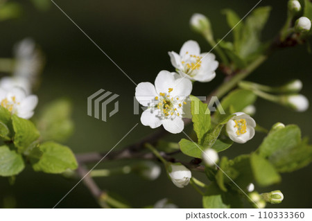 Prunus cerasus flowering tree flower, beautiful white petals tart dwarf cherry flowers in bloom.Garden fruit tree with blossom flowers 110333360