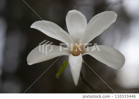 blossoming Magnolia kobus flower close-up in spring. blossoming Magnolia kobus flower close-up in spring. 110333446