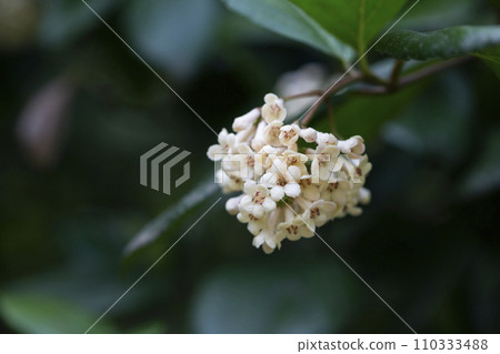 Viburnum suspensum clusters of small white flowers on a branch, selective focus. Spring flower background 110333488