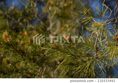 Closeup of southern Mediterranean pine in spring 110333491