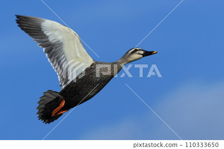 Spot-billed duck flying against the blue sky 110333650