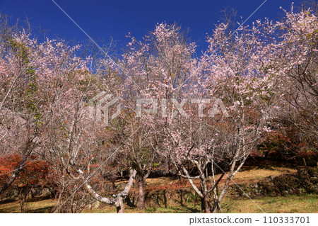 Autumn leaves such as winter cherry blossoms and maple leaves in full bloom at Shiromine Park, a famous spot for winter cherry blossoms, Yano, Kamikawa-cho, Kodama-gun, Saitama Prefecture 110333701