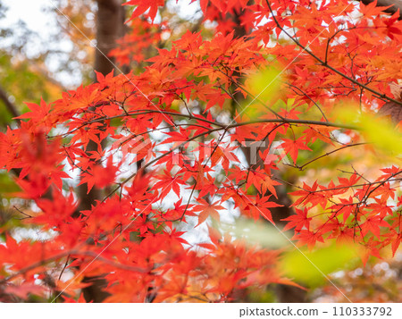 Autumn leaves (Arashiyama Valley) 110333792