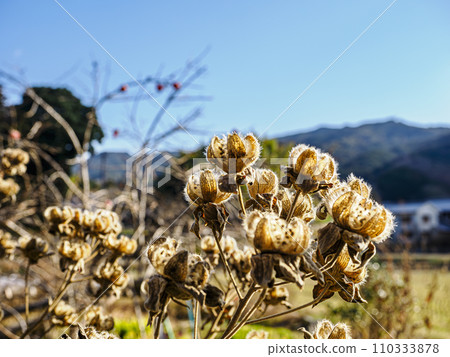 Withered butterflies and winter sky 110333878