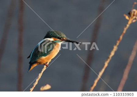 Kingfisher perched on the water background 110333903