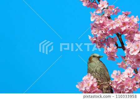 [Kyoto Prefecture] March: Kawazu Cherry Blossoms and Brown-eared Bulbuls in Yodo 110333958