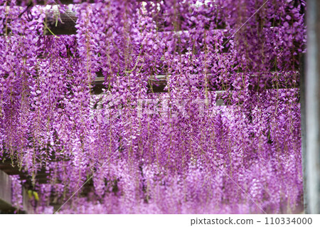 Toba wisteria Toba wisteria 110334000