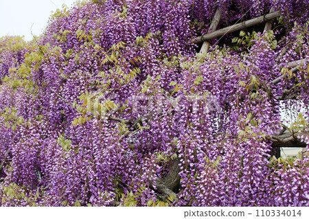 Toba wisteria Toba wisteria 110334014
