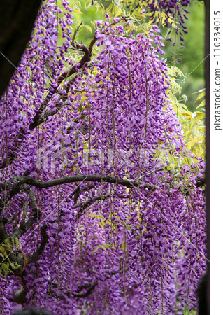 Toba wisteria Toba wisteria 110334015