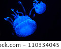 Jellyfish in aquarium 110334045