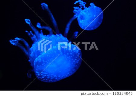 Jellyfish in aquarium 110334045