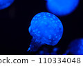 Jellyfish in aquarium 110334048