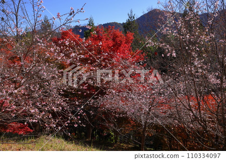 埼玉縣兒玉郡上川町矢野，冬櫻花、紅葉名勝，白峰公園，冬櫻花、楓葉盛開等紅葉秀 110334097