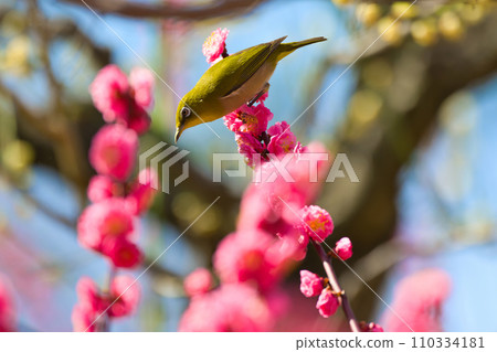 [Osaka Prefecture] March: Plum grove and white-eye at Osaka Castle Park 110334181