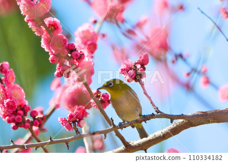 [Osaka Prefecture] March: Plum grove and white-eye at Osaka Castle Park 110334182