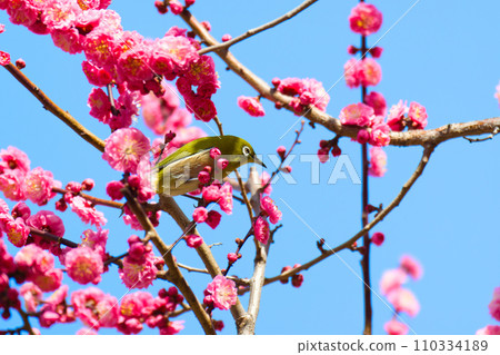 [Osaka Prefecture] March: Plum grove and white-eye at Osaka Castle Park 110334189