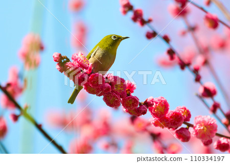 [Osaka Prefecture] March: Plum grove and white-eye at Osaka Castle Park 110334197