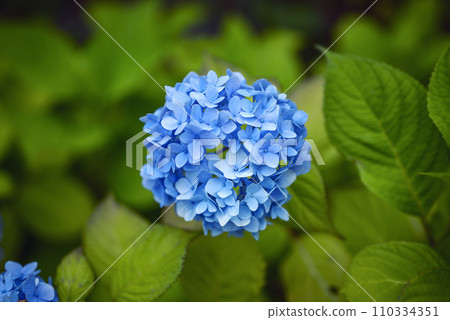 Blue hydrangea image [Kanagawa Prefecture] 110334351