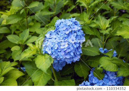 Blue hydrangea image [Kanagawa Prefecture] 110334352