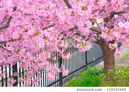 [Kyoto Prefecture] Kawazu cherry blossoms in full bloom blooming along the river in March 110334449