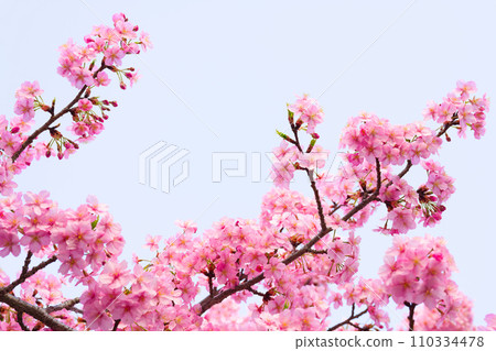 [Kyoto Prefecture] Kawazu cherry blossoms in Yodo in March, spring image 110334478