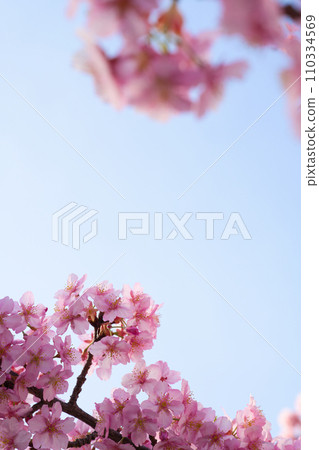 [Kyoto Prefecture] Kawazu cherry blossoms in full bloom in March 110334569