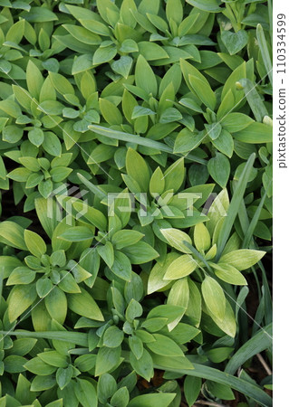 alstroemeria leaves alstroemeria leaves 110334599