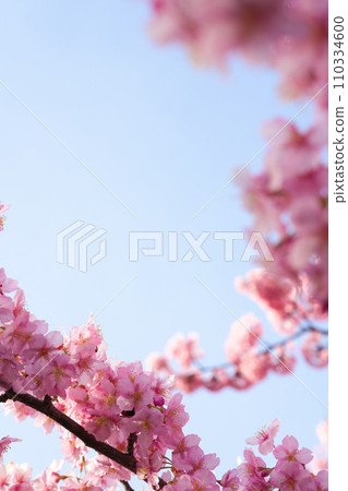 [Kyoto Prefecture] March: Blue skies and Kawazu cherry blossoms in full bloom 110334600