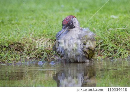 Female European green woodpecker (Picus viridis) has taken a bath in a water pond Female European green woodpecker (Picus viridis) has taken a bath in a water pond 110334638