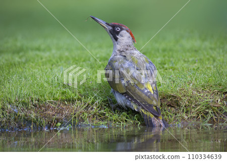 Female European green woodpecker (Picus viridis) has taken a bath in a water pond Female European green woodpecker (Picus viridis) has taken a bath in a water pond 110334639